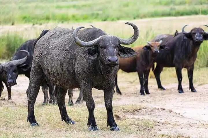 African Buffalos